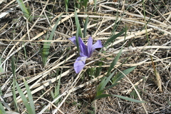 Iris lactea biglumis