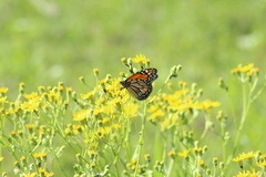 Danaus erippus