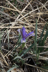 Iris lactea biglumis