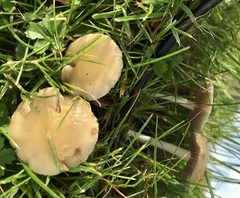 Hebeloma sacchariolens