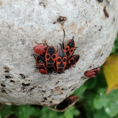 Pyrrhocoris apterus