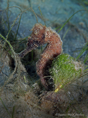 Hippocampus reidi