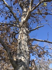 Platanus × hispanica