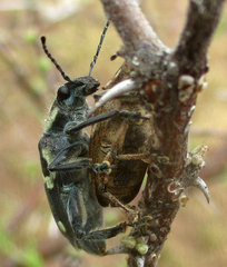 Polyclaeis longicornis