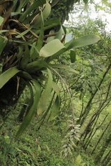 Aechmea angustifolia