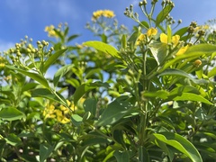 Callaeum macropterum