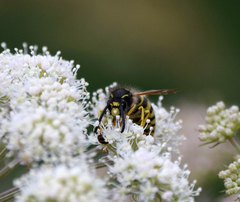 Dolichovespula sylvestris