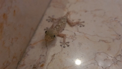 Ptyodactylus guttatus