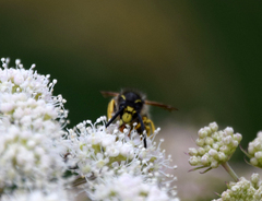 Dolichovespula sylvestris