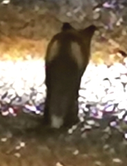 Vulpes vulpes vulpes