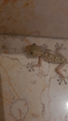 Ptyodactylus guttatus