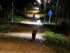 Vulpes vulpes vulpes