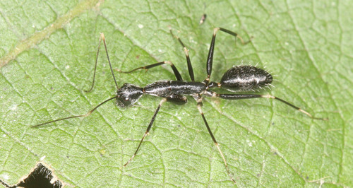 Camponotus hildebrandtiCamponotus hildebrandti