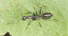 Camponotus hildebrandti
