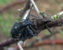 Polyclaeis longicornis