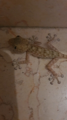 Ptyodactylus guttatus