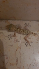 Ptyodactylus guttatus