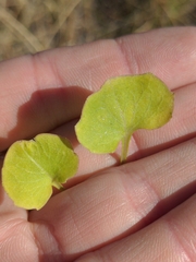 Halerpestes cymbalaria