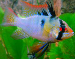 Ram Cichlid photo 2