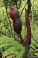 Philodendron erubescens