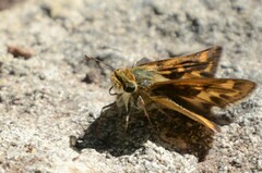 Hylephila phyleus