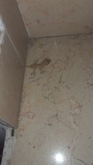 Ptyodactylus guttatus