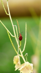 Pyrochroa serraticornis
