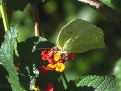 Phoebis neocypris