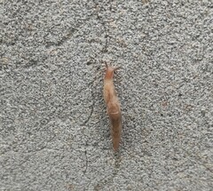 Ambigolimax valentianus