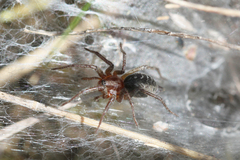 Agelena labyrinthica