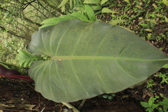 Philodendron erubescens