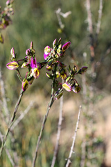 Polygala recognita