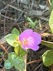 Rhexia nuttallii