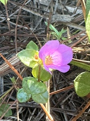Rhexia nuttallii