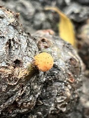Cyttaria hariotii
