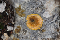 Variospora