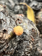 Cyttaria hariotii