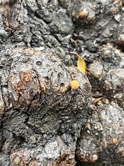 Cyttaria hariotii