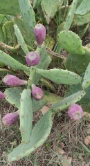 Opuntia anahuacensis