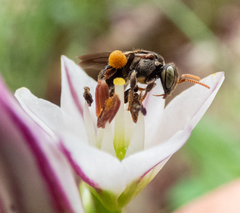 Nannotrigona testaceicornis