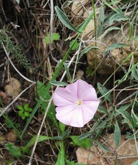 Convolvulus cantabrica