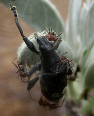 Polyclaeis longicornis