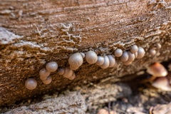 Lycogala flavofuscum