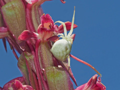 Thomisus citrinellus