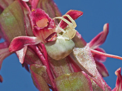 Thomisus citrinellus