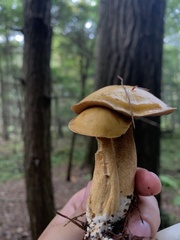 Suillus punctipes