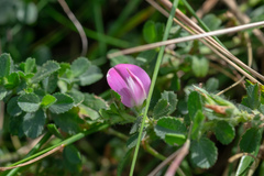 Ononis spinosa procurrens