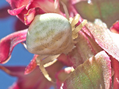 Thomisus citrinellus