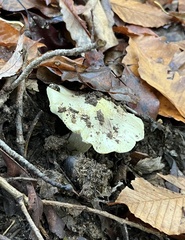Tricholoma palustre
