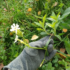 Saponaria officinalis